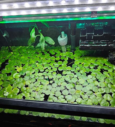 Frogbit Live Floating Aquarium Plant، نباتات مائية خضراء للمياه العذبة لخزانات الأسماك والبرك in Kuwait