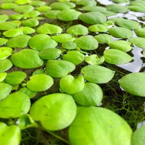 Frogbit Live Floating Aquarium Plant، نباتات مائية خضراء للمياه العذبة لخزانات الأسماك والبرك in Kuwait