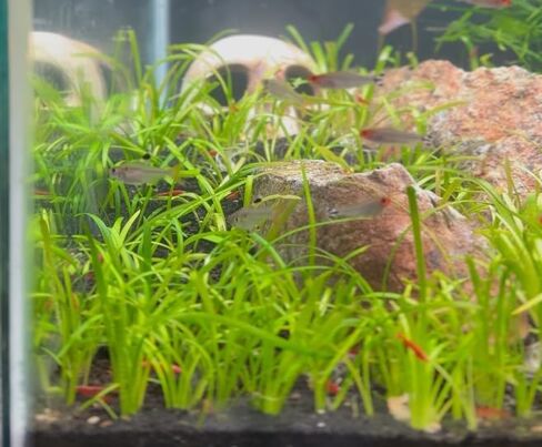 9X القزم القوس يفرز نباتات الزينة الحية in Kuwait