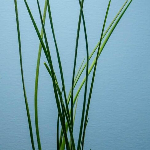 Water Onion Dwarf (Zephyranthes Candida) - Freshwater - Low | Medium Light in Kuwait