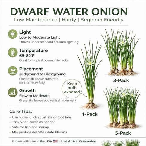 Water Onion Dwarf (Zephyranthes Candida) - Freshwater - Low | Medium Light in Kuwait