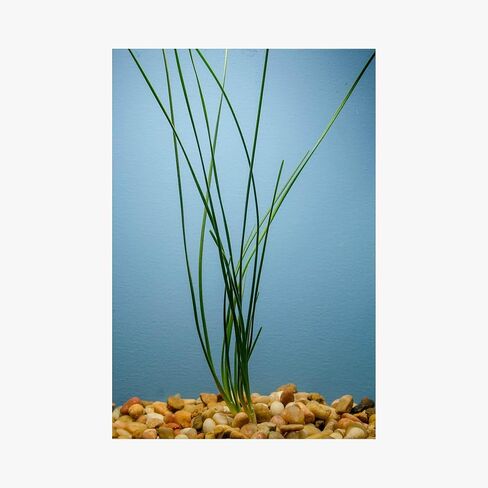 Water Onion Dwarf (Zephyranthes Candida) - Freshwater - Low | Medium Light in Kuwait