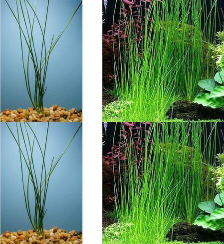 Water Onion Dwarf (Zephyranthes Candida) - Freshwater - Low | Medium Light in Kuwait