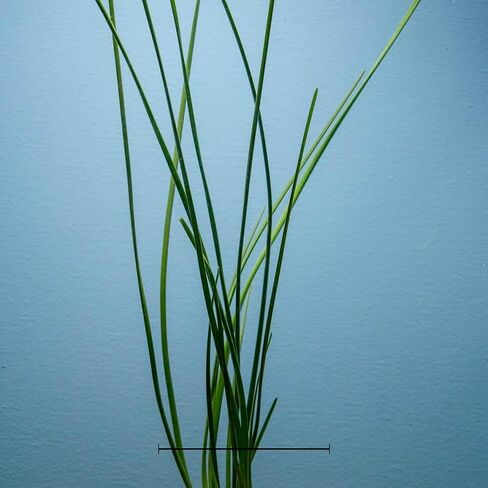 Water Onion Dwarf (Zephyranthes Candida) - Freshwater - Low | Medium Light in Kuwait