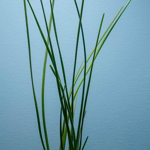Water Onion Dwarf (Zephyranthes Candida) - Freshwater - Low | Medium Light in Kuwait