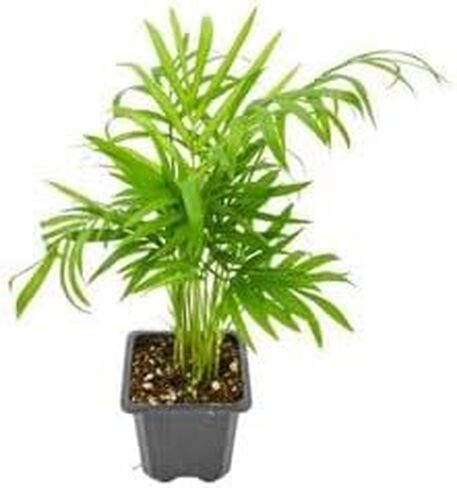 نبات Bella Palm Chamaedorea Elegans Live الداخلي المحفوظ بوعاء 1 نبات سهل العناية بالنباتات المنزلية الاستوائية - Canton Aquatics in Kuwait