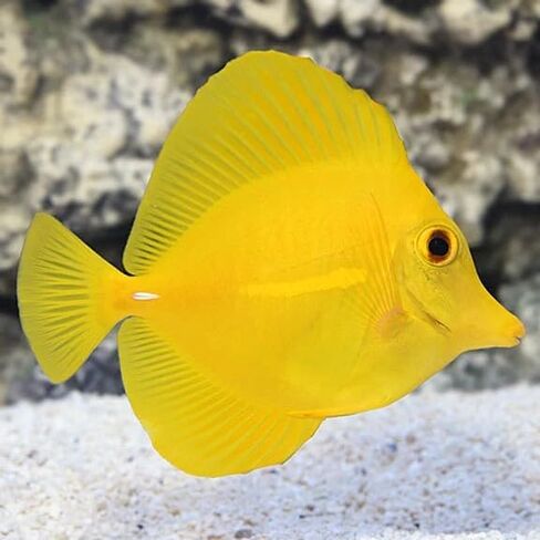 Yellow Tang Live Saltwater Reef Aquarium Fish 1.5-2 Inch Marine Species Bright Yellow Color Active Swimmer for Reef Tank Setup Compatible with Rock Structure Marine Systems in Kuwait