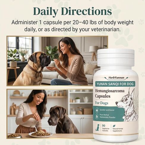 Yun nan Sanqi Capsules for Dogs - Pure Root Powder with Ajuga for Hemangiosarcoma, Hemoabdomen, Pericardial Effusion, Ulcer-Related Bleeding, Cancer Bleeding, Severe Bruising - 90 Capsules in Kuwait