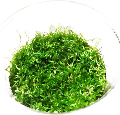 Riccia Fluitans Crytalwort Live حوض السمك ديكورات النباتات زراعة الأنسجة 100% خزان مائي للمياه العذبة خالٍ من الآفات مستورد مباشرة من المزارع. in Kuwait