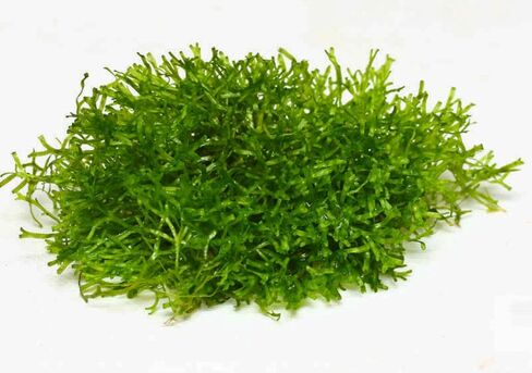 Riccia Fluitans Crytalwort Live حوض السمك ديكورات النباتات زراعة الأنسجة 100% خزان مائي للمياه العذبة خالٍ من الآفات مستورد مباشرة من المزارع. in Kuwait