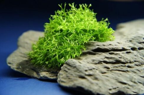 Riccia Fluitans Crytalwort Live حوض السمك ديكورات النباتات زراعة الأنسجة 100% خزان مائي للمياه العذبة خالٍ من الآفات مستورد مباشرة من المزارع. in Kuwait