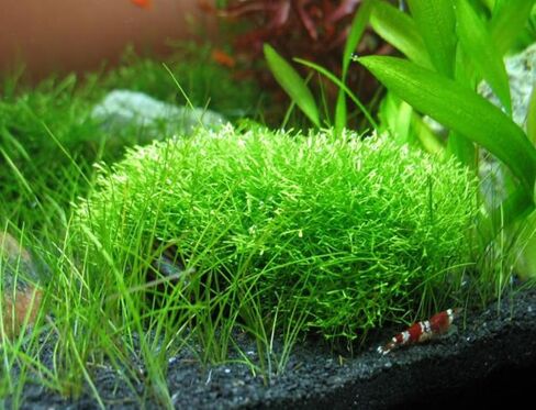 Riccia Fluitans Crytalwort Live حوض السمك ديكورات النباتات زراعة الأنسجة 100% خزان مائي للمياه العذبة خالٍ من الآفات مستورد مباشرة من المزارع. in Kuwait
