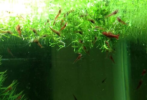 Riccia Fluitans Crytalwort Live حوض السمك ديكورات النباتات زراعة الأنسجة 100% خزان مائي للمياه العذبة خالٍ من الآفات مستورد مباشرة من المزارع. in Kuwait