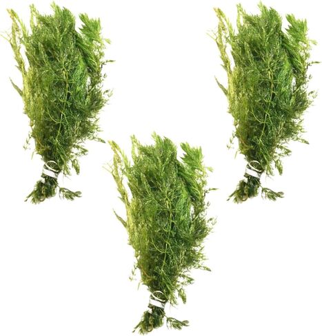 Mainam Hornwort Ceratophyllum Demersum الاستوائية المياه العذبة زينة نباتات حوض السمك الحية (3 عبوات) in Kuwait