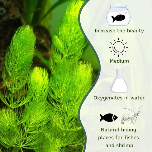 Mainam Hornwort Ceratophyllum Demersum الاستوائية المياه العذبة زينة نباتات حوض السمك الحية (3 عبوات) in Kuwait