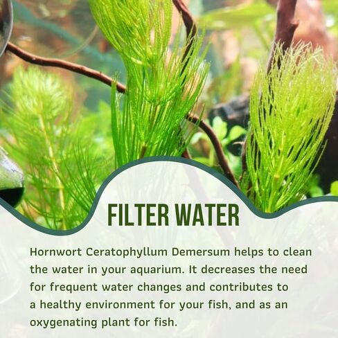 Mainam Hornwort Ceratophyllum Demersum الاستوائية المياه العذبة زينة نباتات حوض السمك الحية (3 عبوات) in Kuwait
