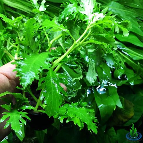 Hygrophila Difformis Water Wisteria Potted Freshwater Live Aquarium Plant Fish Tank by Greenpro in Kuwait