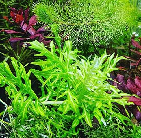 Hygrophila Difformis Water Wisteria Potted Freshwater Live Aquarium Plant Fish Tank by Greenpro in Kuwait