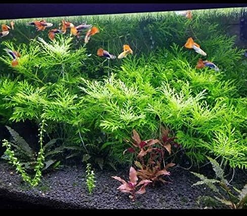 Hygrophila Difformis Water Wisteria Potted Freshwater Live Aquarium Plant Fish Tank by Greenpro in Kuwait