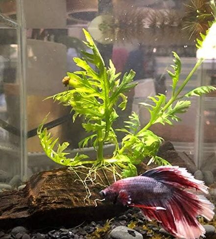Hygrophila Difformis Water Wisteria Potted Freshwater Live Aquarium Plant Fish Tank by Greenpro in Kuwait