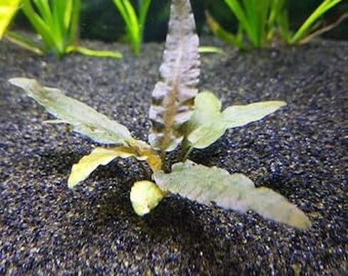 ماركوس خزانات الأسماك Cryptocoryne Wendtii Bronze Crypt Wendtii Bronze نباتات الزينة الحية السهلة والنباتات المائية اشتر 2 واحصل على 1 in Kuwait