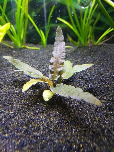ماركوس خزانات الأسماك Cryptocoryne Wendtii Bronze Crypt Wendtii Bronze نباتات الزينة الحية السهلة والنباتات المائية اشتر 2 واحصل على 1 in Kuwait