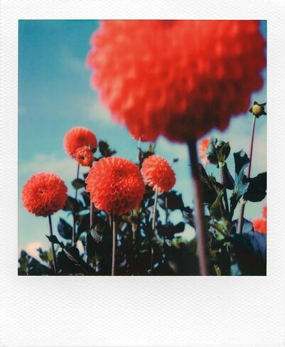 Polaroid Color Film for SX-70 (6004) in Saudi Arabia