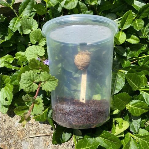 Chinese Praying Mantis Egg Hatching Kit - 1 Egg Fresh for The Season in Kuwait