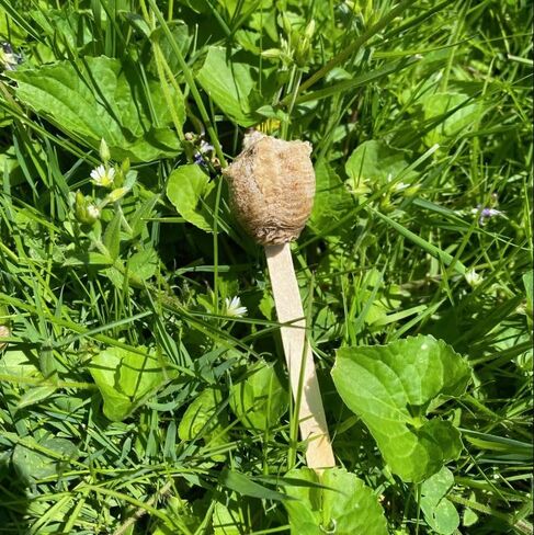 Chinese Praying Mantis Egg Hatching Kit - 1 Egg Fresh for The Season in Kuwait