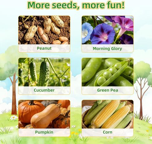 TitaniX Root Viewer Kit for Kids with 6 Seed Varieties, STEM Science Toy & Craft Growing Kits for Boys & Girls, Grow Your Own Plant for Ages 4-8 Birthday Gifts for Boy,4, 5, 6, 7, 8, Year Old in Kuwait