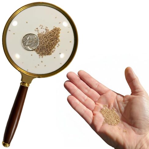 BugShot - Non-Salt Bug Ammo – Made in USA - No Jamming, Instant Refill, No Residue - Compatible with Salt Guns. in Kuwait
