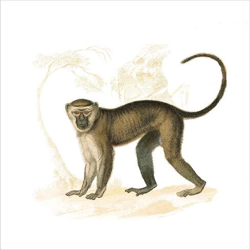 طباعة فنية مصقولة من Golden Monkey من Wild Apple Portfolio، مقاس 12 × 12 بوصة in Kuwait