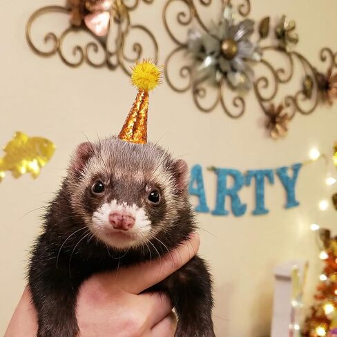 Tiny Party Hats for Stuffed Animals Hamster Hat Pet Show 10pack Mini Small Dog Hats with Sequin with Tinsel Pom Birthday Party Accessories Adjustable for Snakes Hedgehog Lizard Reptile in Kuwait