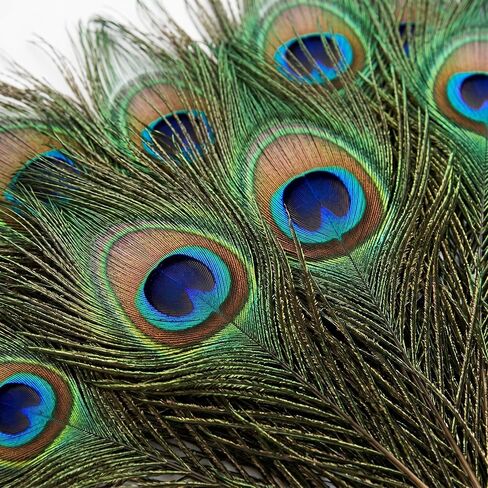 Lamar Peacock Feathers 15 Pcs 16-18 Inch Feathers Bulk Bundle for Tall Vases, Wedding Centerpieces, Home Decor, Costumes, and DIY Crafts in Kuwait