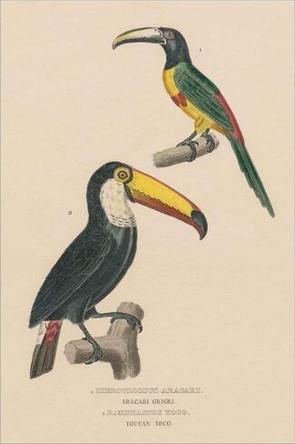 طباعة فنية مصقولة لدراسة الطوقان من Wild Apple Portfolio، مقاس 8 × 12 بوصة in Kuwait