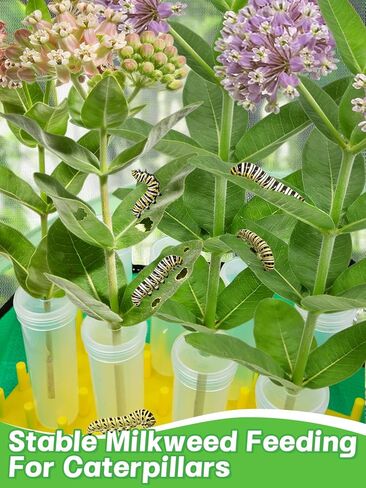 Complete Butterfly Habitat Kit - 14" W x 20" H Large Collapsible Mesh Growing Cage & Hydroponic Feeding Tubes/Rack Holder & Messproof Mat & Guide, Easy to Set Up, Monarch Caterpillars Enclosure House in Kuwait