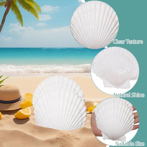 20 Sets Scallop Shells for Crafts 4''-5'' Natural White Sea Shells with Decoupage Paper Napkins Paint Strips Glue Sticks Brushes for DIY Crafts Ornament Jewelry Tray Seashell Beach Decor in Kuwait