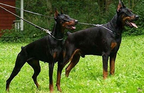 مقود الكلاب البني المضفر المصنوع من الجلد الطبيعي من Dogs Kingdom بطول 4 أقدام/5 أقدام/7 أقدام/8.5 أقدام، أفضل مقود للكلاب الكبيرة والمتوسطة أثناء تدريب المشي بخطاف بني/فضي 1/2 بوصة × 4 أقدام in Kuwait