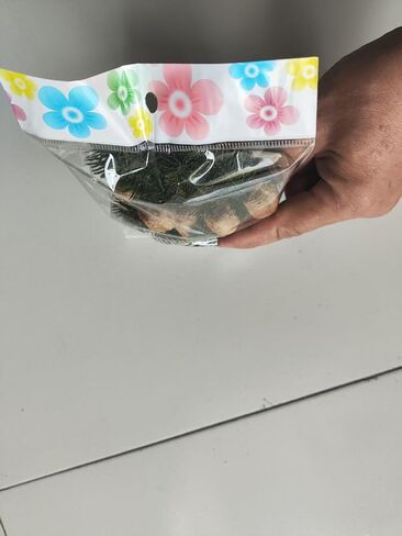 علبة بيض فرس النبي أوثيكا على فرع صنوبر (خمس علب بيض) - تقليد البيئة البرية، إطلاقها في الحديقة، الطبيعة، يمكن لكل أوثيكا إنتاج ما يصل إلى 400 فرس النبي الصغير in Kuwait