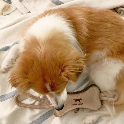 Tall Tails Bone Tug Natural Leather 16" Dog Toy in Saudi Arabia