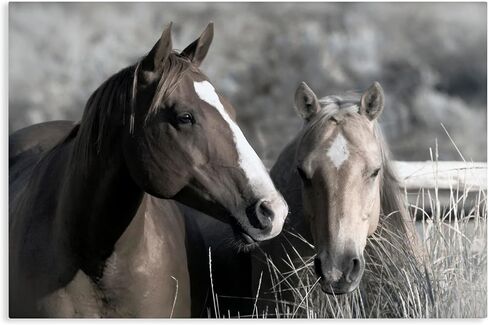 Stupell Industries 'Content Horses In Pasture'، لوحة فنية قماشية، 36 × 24 بوصة، سهلة التعليق ومتينة، صنع في الولايات المتحدة الأمريكية، بواسطة دانيتا ديليمونت in Kuwait