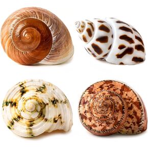 4 PCS Large Hermit Crab Shells 2~3.5Inch Natural Hermit Crab Shells 1~1.5Inch Opening, for Hermit Replacement Shells Hermit Crab Supplies