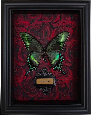 Butterfly Specimen Wooden Frame Shadows Box Gothic Style (Gothic Black) in Saudi Arabia