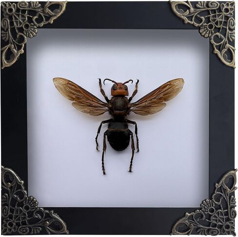 Real Butterfly Black Framed Insect Shadow Box Handmade Craft Unique Entomology Specimen Oddities Taxidermy Collection Wall Art Home Decor Decoration Gallery K14-04-DE in Saudi Arabia