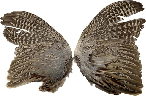 Ringneck Pheasant #2 Quality Spread Wings per Pair in Kuwait