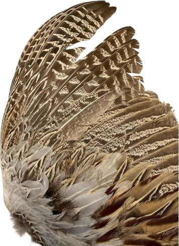 Ringneck Pheasant #2 Quality Spread Wings per Pair in Kuwait