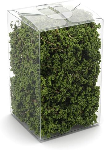 Miniature Shrubs Bushes Model, Green Plant Tufted Model for Train Landscape, Railroad Scenery, War Gaming Terrain Sand and Dioramas in Kuwait