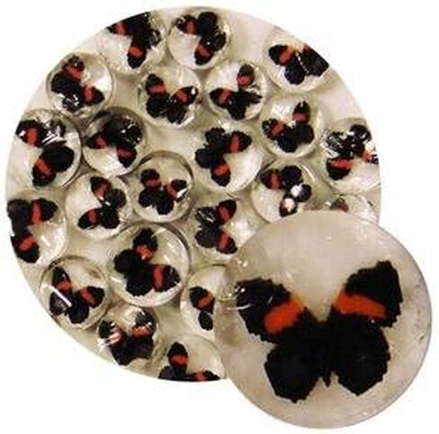 Butterfly Millefiori - 96 Coe in Kuwait