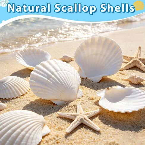20Pcs 2-3 Inch Scallop Shells for Crafts, Natural White Scallop Shells for Painting, DIY Crafts, Decoupage, Beach Wedding Decor, Seashells Bulk for Home in Saudi Arabia