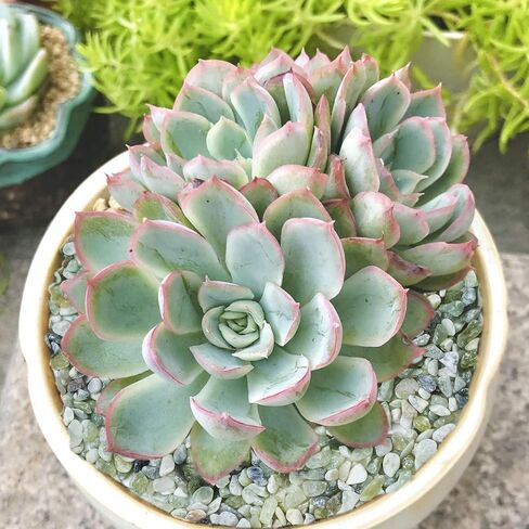 Succulent and Cactus Bonsai DIY Rocks, Jade Bean Pebbles, Natural Decorative Polished Stones Vase Fillers Gravel for Plants，Terrarium, Fairy Gardening, Indoor Outdoor Decor Ornamental Stones. in Saudi Arabia